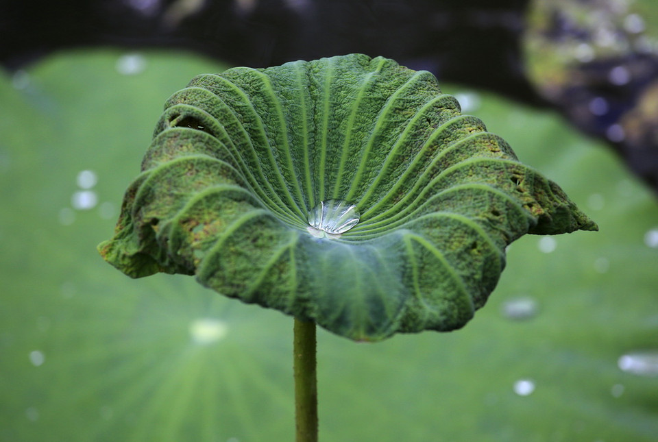 Mưa đọng trên những chiếc lá sen tại Koh Samui, Thái Lan.(Nguồn: EPA)