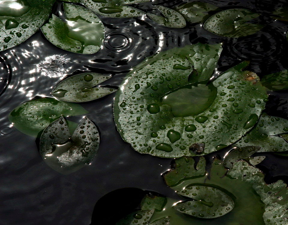 Những giọt mưa làm xao động mặt nước tại Karachi, Pakistan. (Nguồn: EPA)