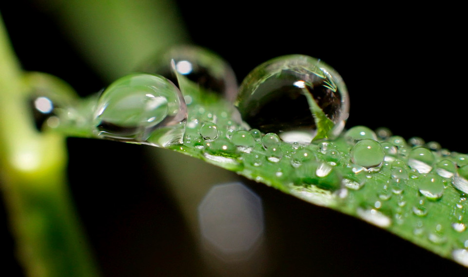 Cận cảnh giọt mưa tròn trên chiếc lá tại Hanover, Đức. (Nguồn: EPA)