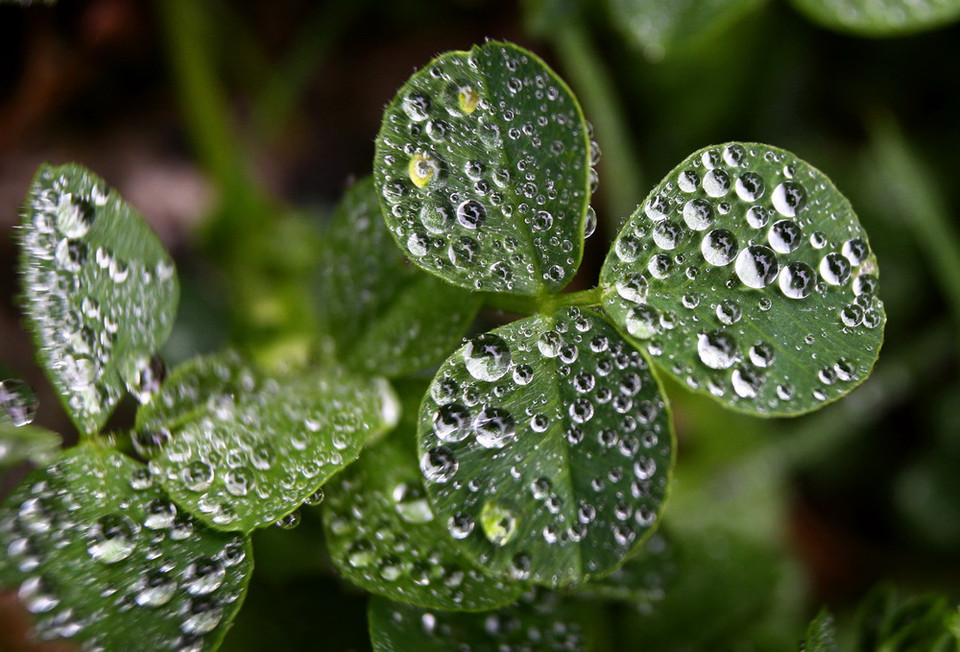 Mưa đọng trên cỏ ba lá tại Kempten, Đức. (Nguồn: EPA)