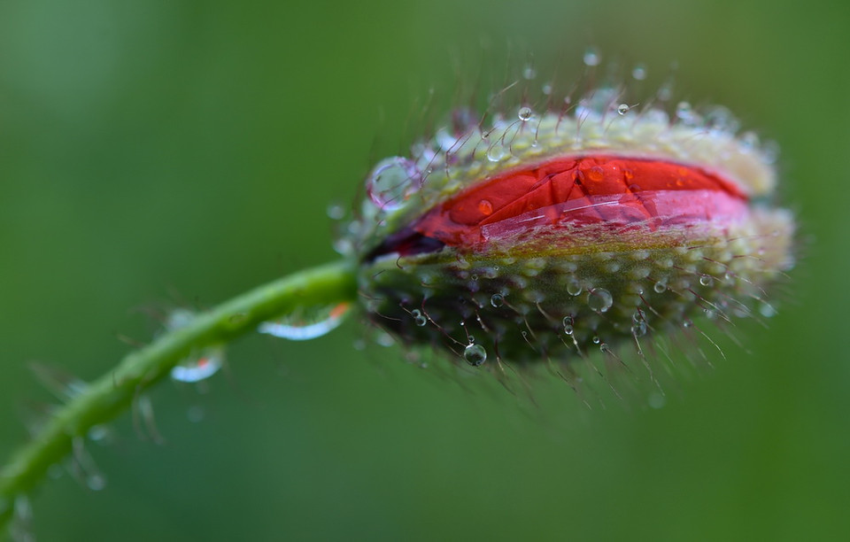 Nước mưa trên nụ hoa tại Falkenhagen, Đức. (Nguồn: EPA)