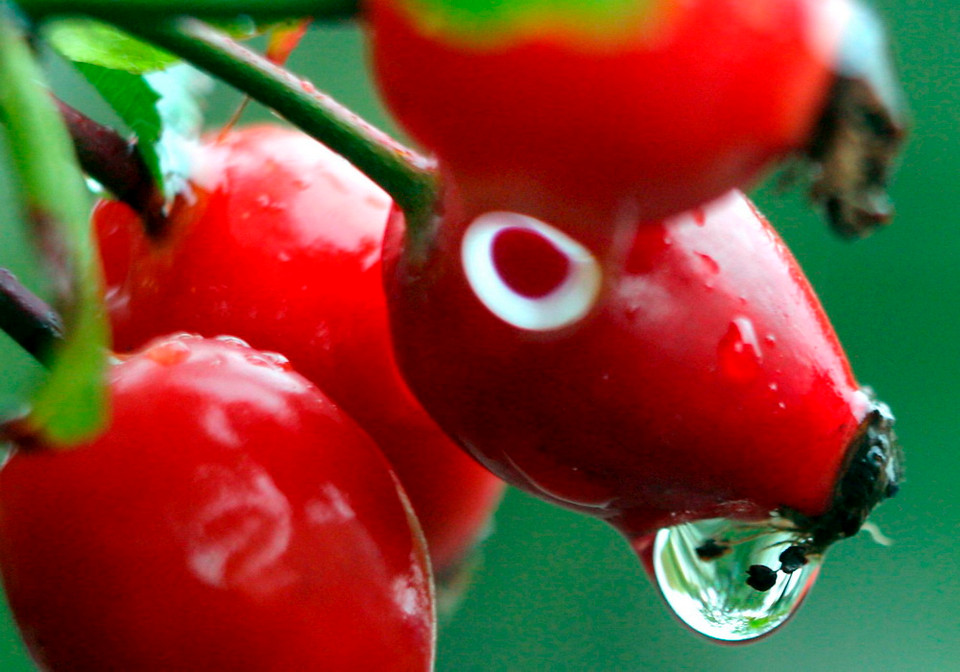 Mưa đọng trên một quả của cây hoa hồng tại Dresden, Đức.(Nguồn: EPA)