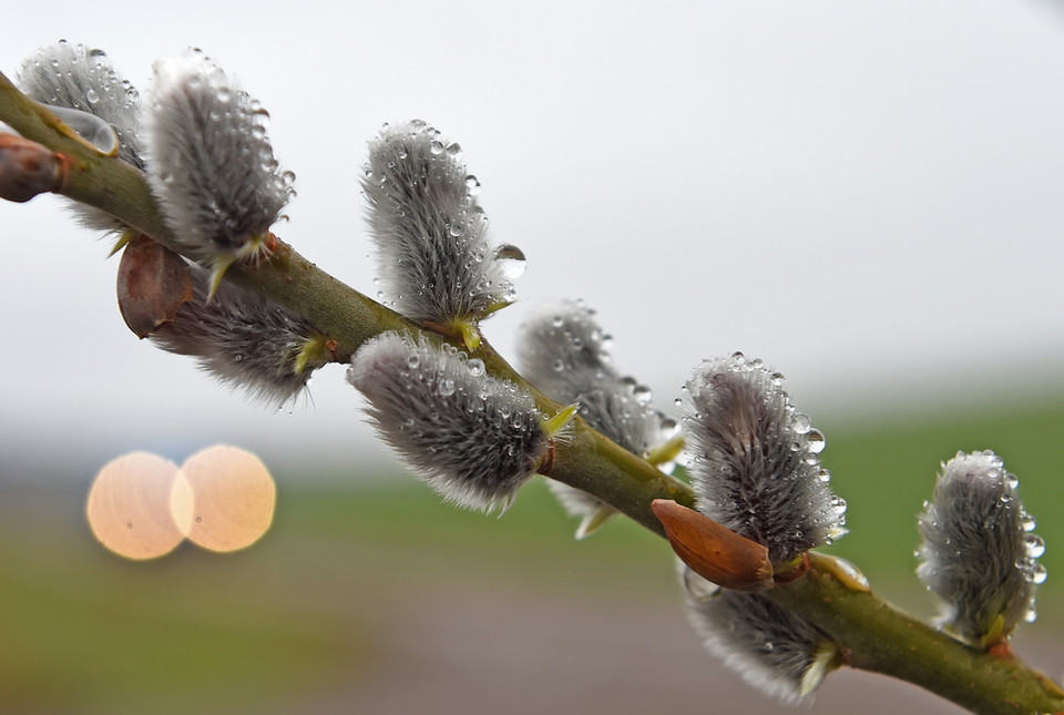 Những giọt nước mưa đọng trên cành liễu tại Calden, Đức.(Nguồn: EPA)