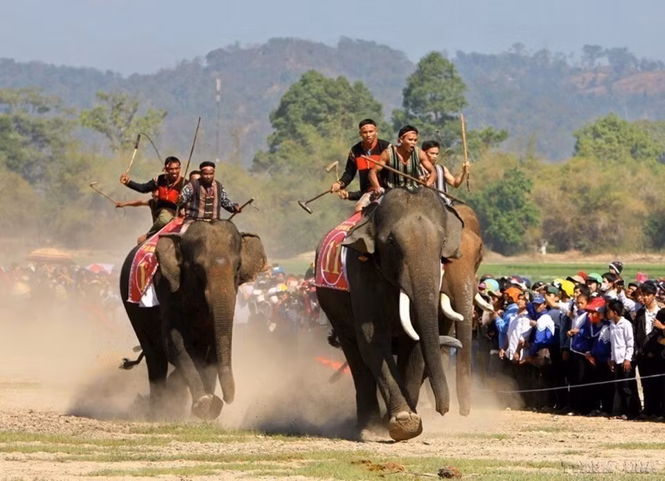 Hội voi Buôn Đôn (tỉnh Đắk Lắk) là hoạt động văn hóa truyền thống của cư dân bản địa với mục đích nâng cao nhận thức của cộng đồng về bảo tồn đàn voi nhà, đồng thời phát huy giá trị văn hóa truyền thống của đồng bào dân tộc, tạo sức lan tỏa để bảo tồn các giá trị văn hóa và quảng bá du lịch. (Nguồn: TTXVN)