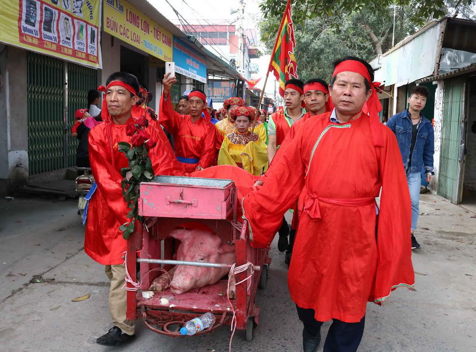 Hai ông lợn được rước quanh làng trước khi đưa về đình làm cỗ ngọc tế Thánh. (Ảnh: Diệp Trương/TTXVN)