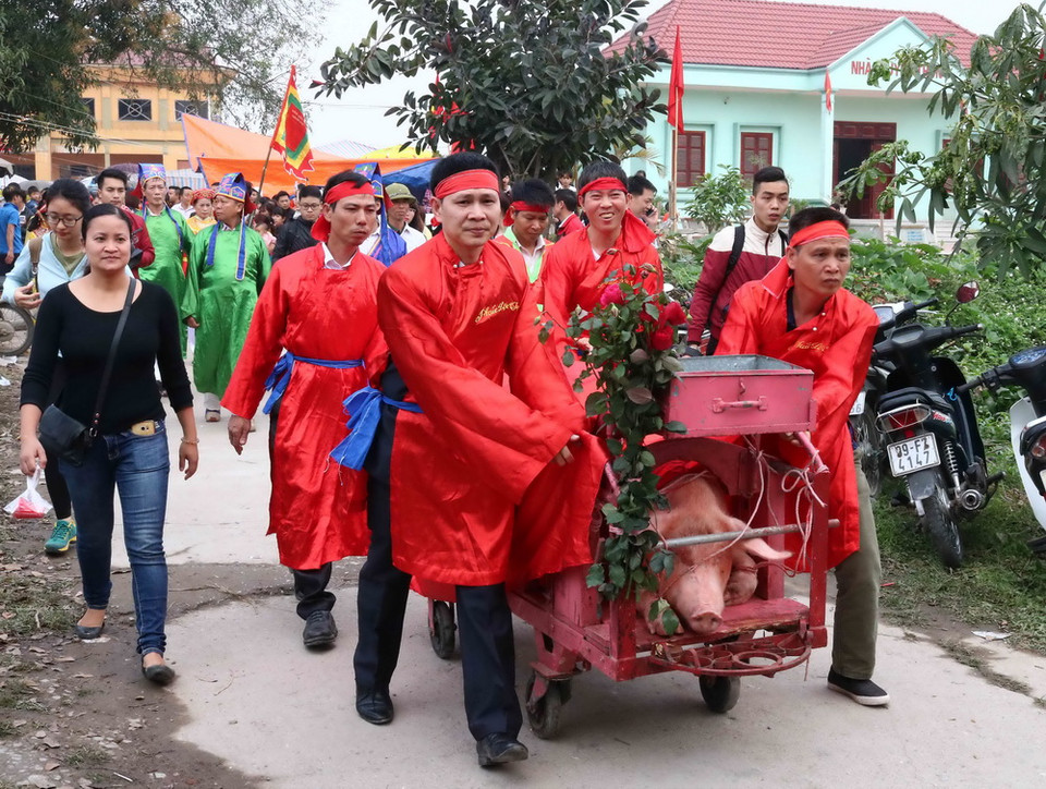Hai ông lợn được rước quanh làng trước khi đưa về đình làm cỗ ngọc tế Thánh. (Ảnh: Diệp Trương/TTXVN)