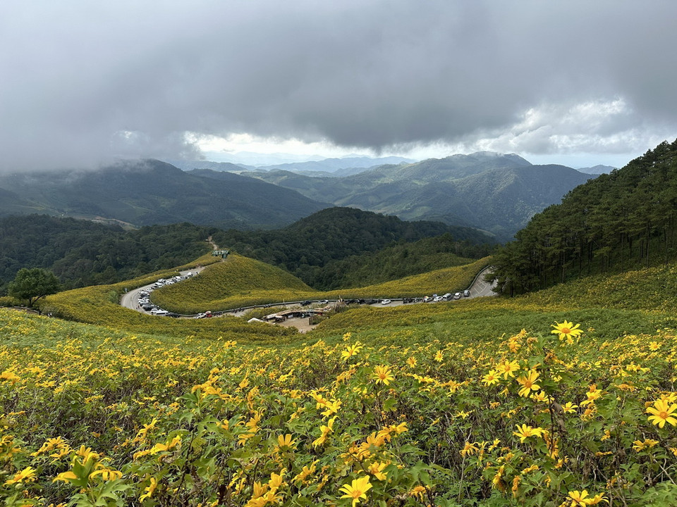 Những cánh đồng hoa dã quỳ vàng rực hai bên đường là điểm thu hút khách du lịch tới Mae Hong Son. (Ảnh: Huy Tiến/TTXVN)