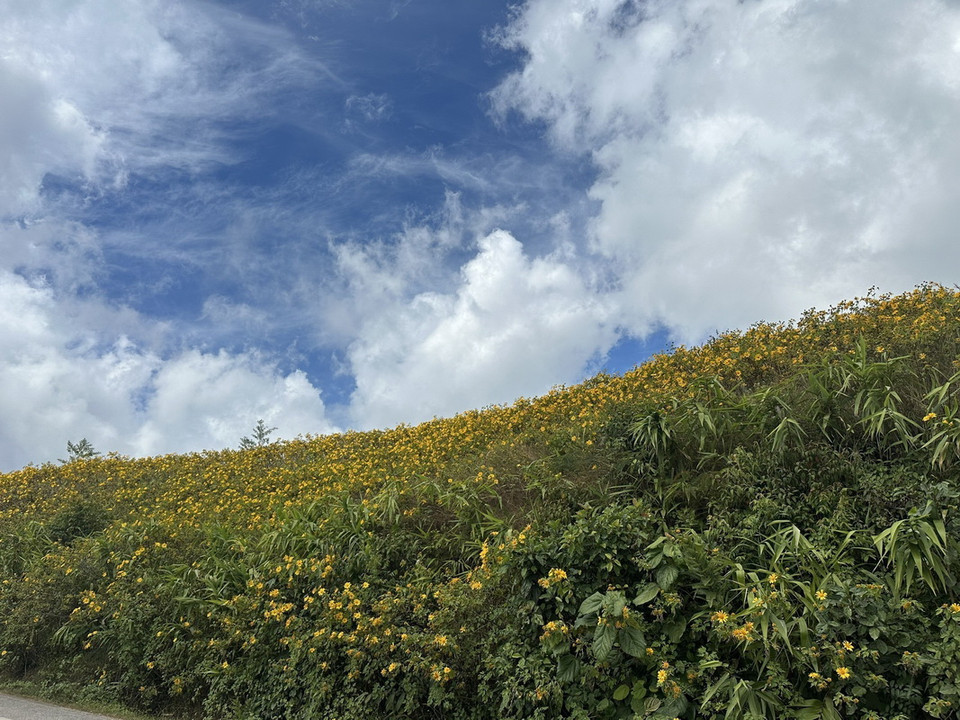 Những cánh đồng hoa dã quỳ vàng rực hai bên đường là điểm thu hút khách du lịch tới Mae Hong Son. (Ảnh: Huy Tiến/TTXVN)
