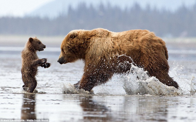 Chú gấu con dang rộng hai tay để ôm mẹ. (Nguồn: Daily Mail)