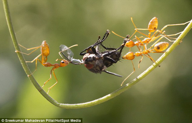 Cuộc chiến diễn ra trong 1 tiếng đồng hồ, trước khi đàn kiến thợ kéo đến kết liễu chú ruồi tội nghiệp. (Nguồn: Daily Mail)