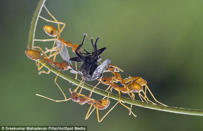  Cuộc chiến diễn ra ở trên một cành cây gỗ tếch. (Nguồn: Daily Mail)