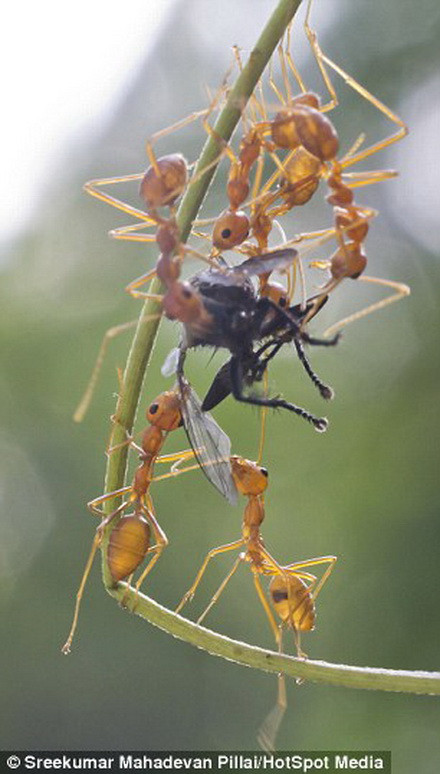  Cuộc chiến diễn ra ở trên một cành cây gỗ tếch. (Nguồn: Daily Mail)