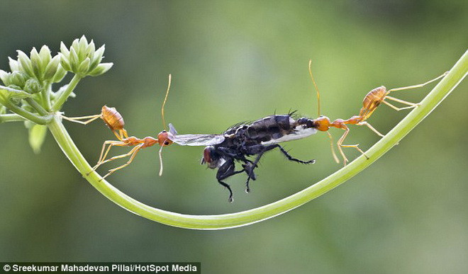 Con ruồi bị hai con kiến lao vào tấn công. (Nguồn: Daily Mail)