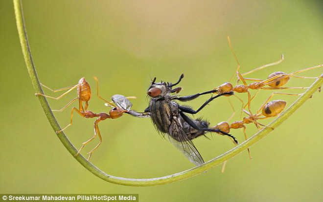 Cuộc chiến diễn ra trong 1 tiếng đồng hồ, trước khi đàn kiến thợ kéo đến kết liễu chú ruồi tội nghiệp. (Nguồn: Daily Mail)