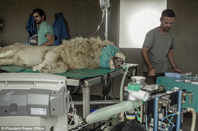 Sau ca phẫu thuật, răng của Aslan đã khỏe trở lại. (Nguồn: Daily Mail)