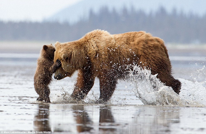 Chú gấu con dang rộng hai tay để ôm mẹ. (Nguồn: Daily Mail)