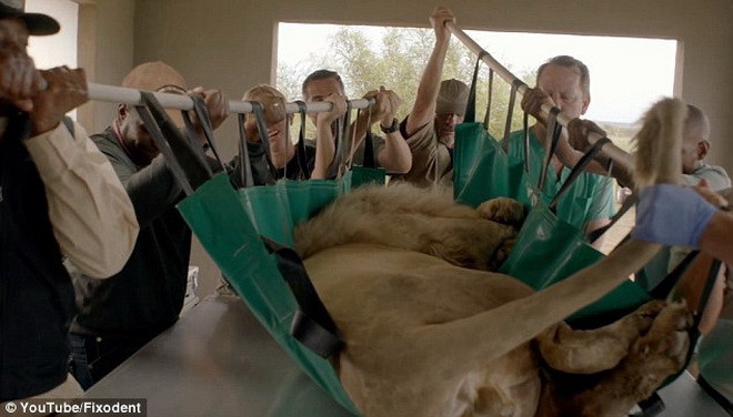 Con sư tử có tên là Aslan. (Nguồn: Daily Mail)