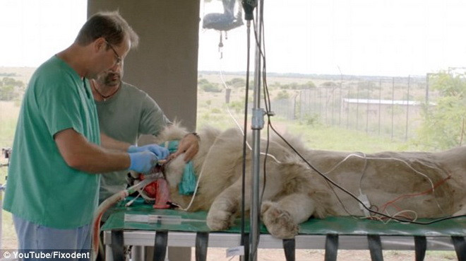 Các bác sỹ đã gây mê cho Aslan trước khi thực hiện ca phẫu thuật. (Nguồn: Daily Mail)