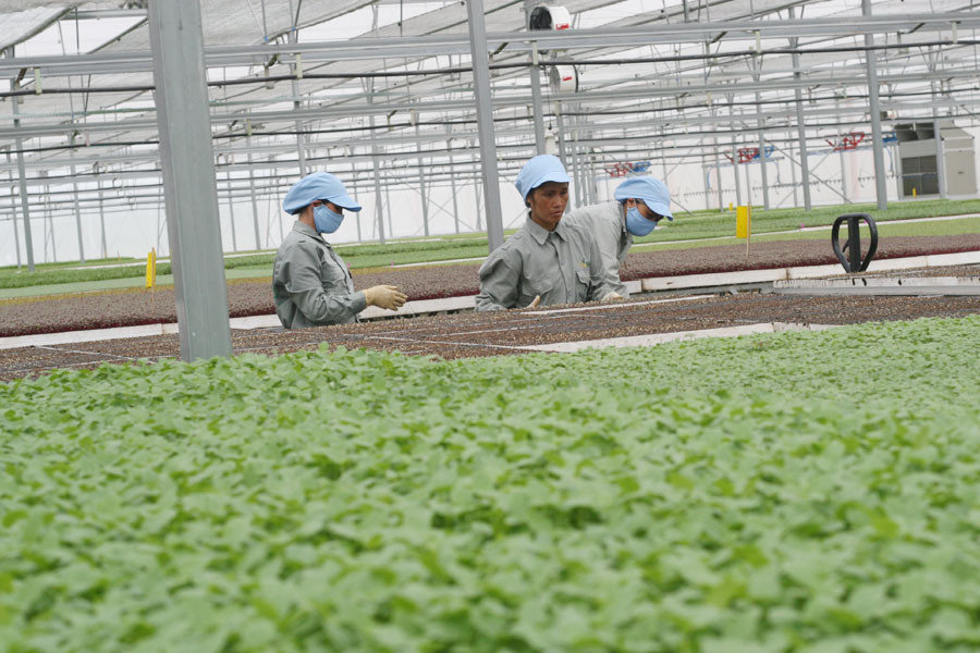 Khu nhà kính này được gắn các thiết bị kiểm soát nhiệt độ, độ ẩm...(Ảnh: T.H/Vietnam+)