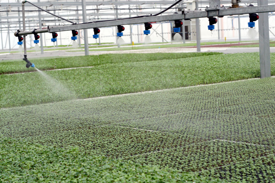 Tưới nước bằng phương pháp phun sương tự động. (Ảnh: T.H/Vietnam+)