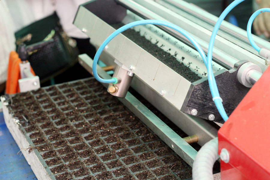 Toàn bộ dây chuyền gieo hạt được thực hiện tự động bằng máy. (Ảnh: T.H/Vietnam+)