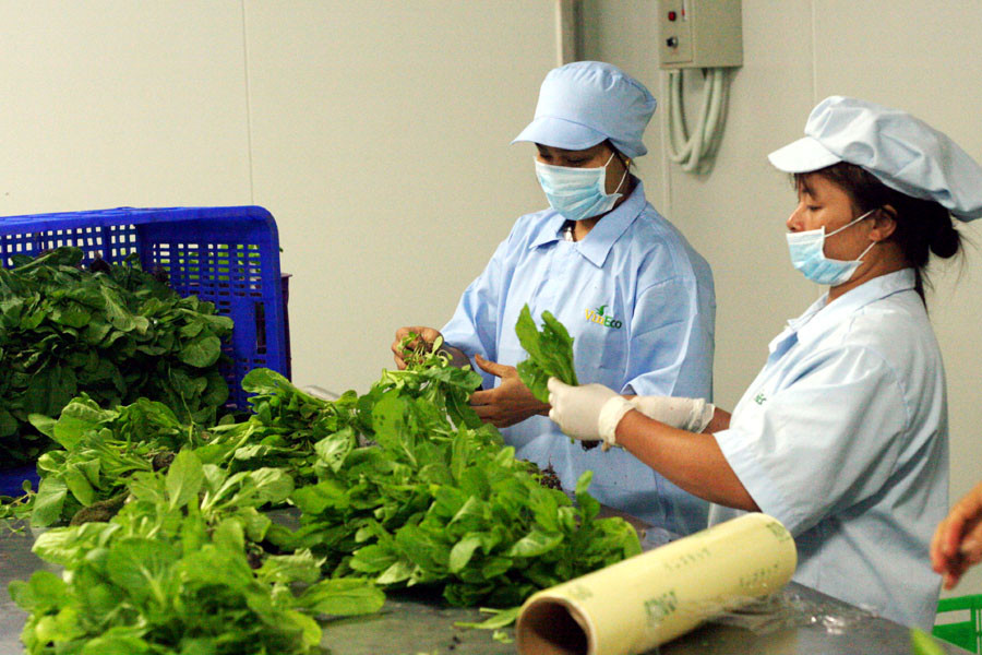 Sơ chế, đóng gói sản phẩm trước khi xuất xưởng. (Ảnh: T.H/Vietnam+)