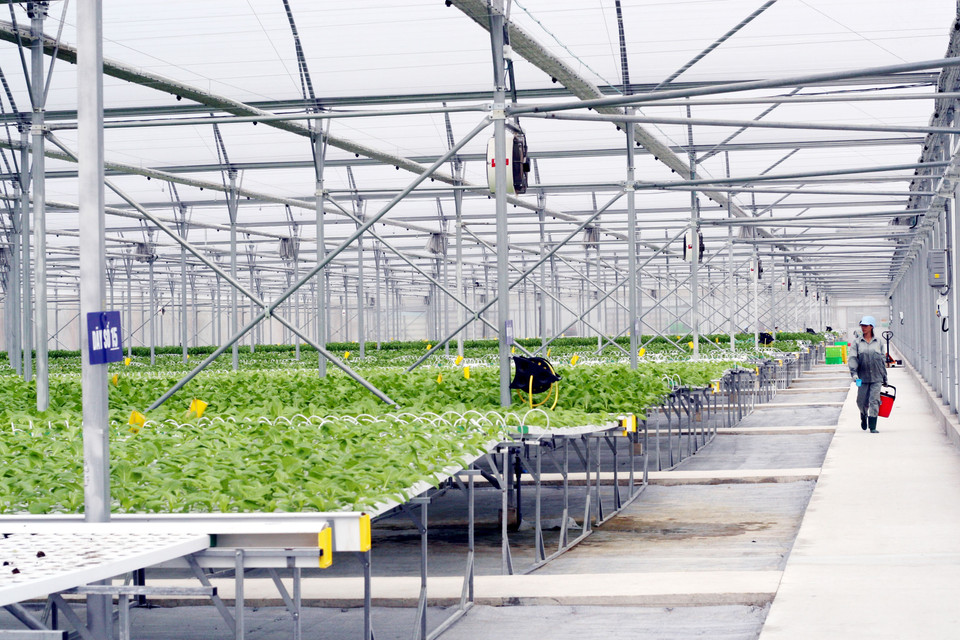 Khu nhà kính trồng rau thủy canh. (Ảnh: T.H/Vietnam+)