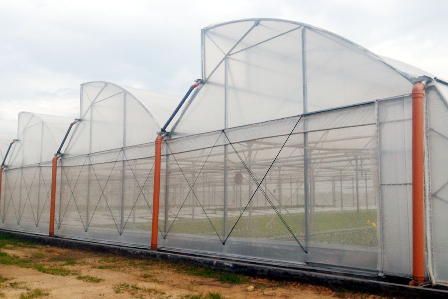 Hệ thống nhà kính của VinEco có diện tích 1,5ha. (Ảnh: T.H/Vietnam+)