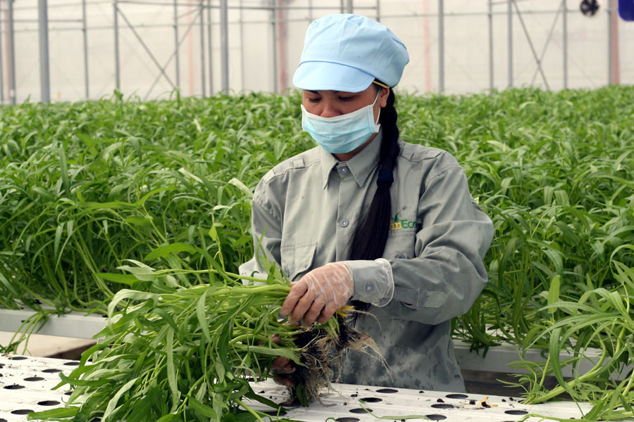 Thời gian kể từ lúc cấy cây giống vào máng trồng cho đến khi thu hoạch khoảng 25-35 ngày tùy thuộc giống cây và mùa vụ trồng. (Ảnh: T.H/Vietnam+)