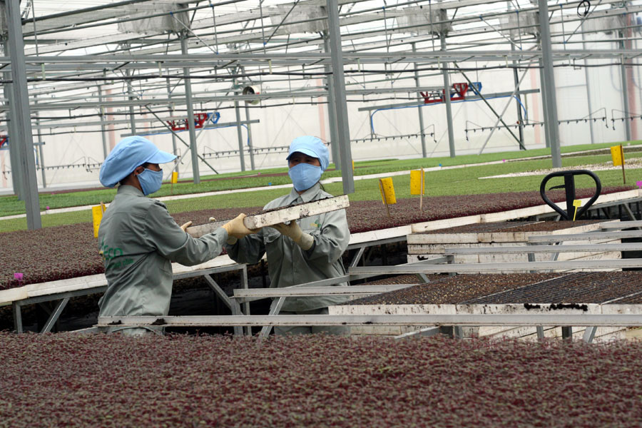 Khay hạt được đưa ra nhà kính trồng rau mầm. (Ảnh: T.H/Vietnam+)