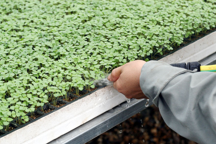 Hệ thống khay gieo trồng rau mầm được nhập khẩu từ Israel. (Ảnh: T.H/Vietnam+)