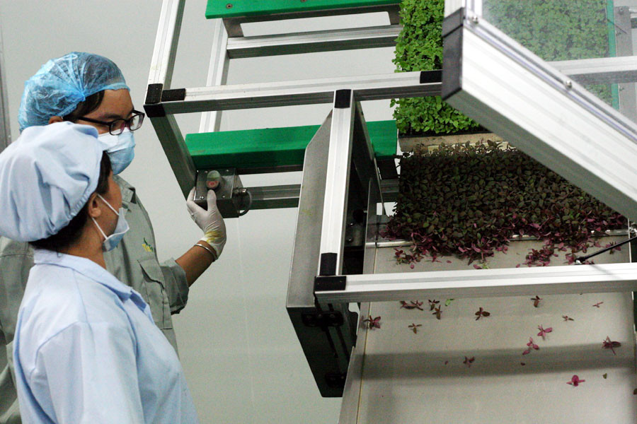 Hệ thống cắt rau mầm tránh cho rau khỏi dập, nát. (Ảnh: T.H/Vietnam+)