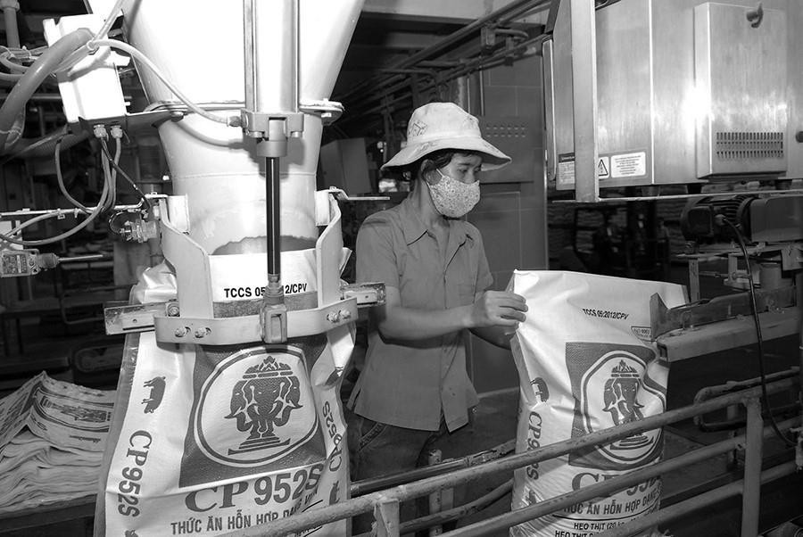 Từ năm 1993, Tập đoàn kinh doanh đa ngành nghề Charoen Pokphand (C.P) của Thái Lan đã đầu tư vào Việt Nam với việc thành lập Công ty TNHH Chăn nuôi C.P Việt Nam. (Ảnh: TTXVN)