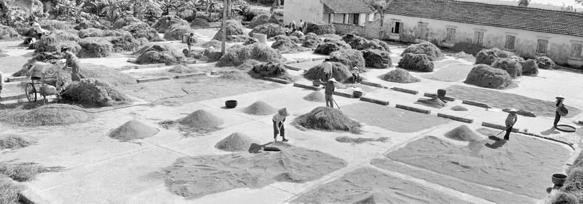 Nhằm thúc đẩy nền kinh tế phát triển, ngoài việc đổi mới và hoàn thiện các quan hệ sản xuất, Đảng còn đưa ra những chủ trương, biện pháp để nâng cao trình độ của lực lượng sản xuất. Trong ảnh: Ngày mùa trên sân kho hợp tác xã An Lâm (Hải Hưng), năm 1992. (Ảnh: Trung Dung/TTXVN)