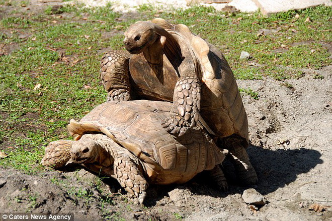 Con rùa định giao phối với con cái. (Nguồn: Caters News Agency)