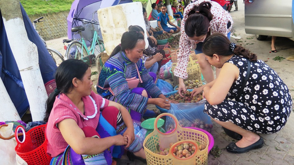 Năm nay mận được mùa nhưng số lượng mận loại 1 không nhiều, chủ yếu là mận loại 2 và 3. (Ảnh: Hồng Ninh/Vietnam+)