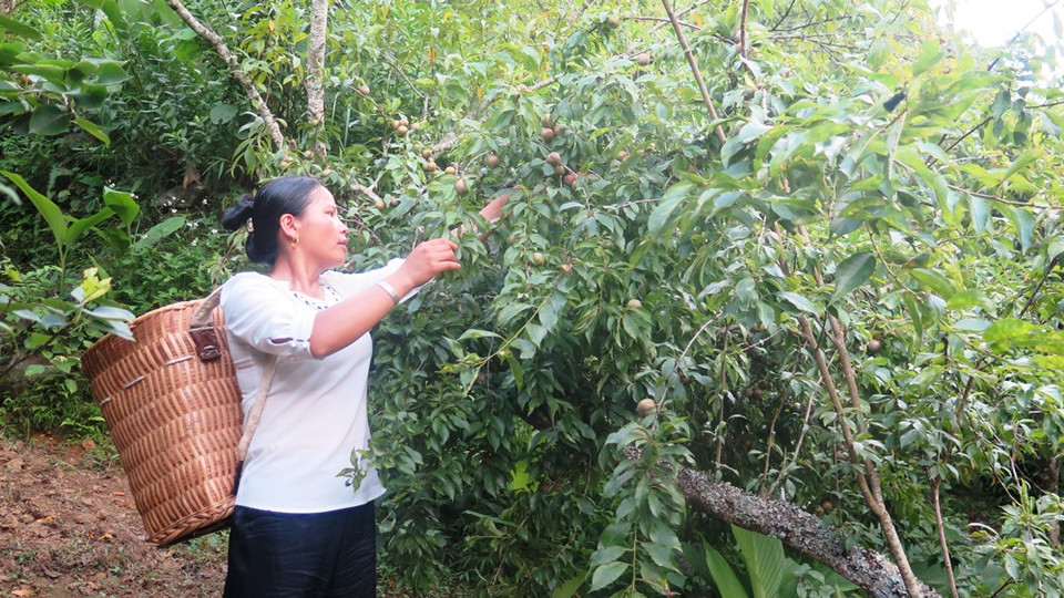 Người dân thu hoạch những cành mận trĩu quả, chín đỏ. (Ảnh: Hồng Ninh/Vietnam+)