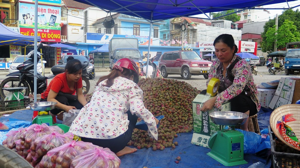 Cụ thể, mận loại 1 ngon nhất được bán từ 50.000-60.000 đồng/kg. Mận loại 2 có giá từ 25.000-40.000 đồng/kg; mận loại 3 nhỏ nhất có giá từ 10.000-20.000 đồng/kg. (Ảnh: Hồng Ninh/Vietnam+)