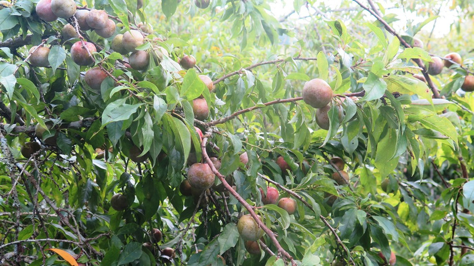 Mận Tam Hoa luôn có hương vị ngon và quả mọng. (Ảnh: Hồng Ninh/Vietnam+)