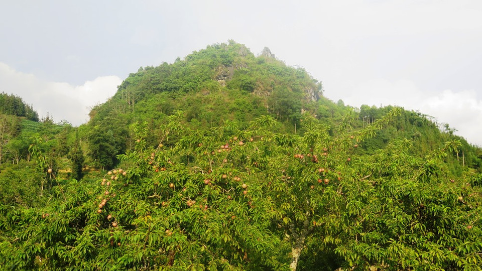 Hiện nay những cảnh mận đã cong vút trĩu quả. (Hồng Ninh/Vietnam+)