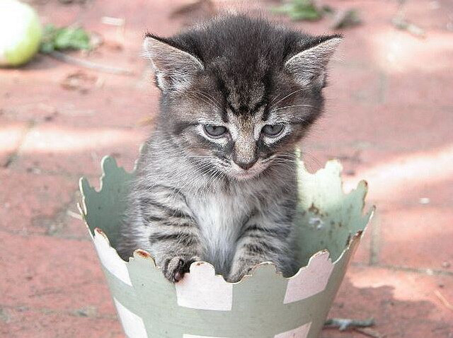 Mình không nghĩ đây là cách để "phát triển" một chú mèo. (Nguồn: diply.com)