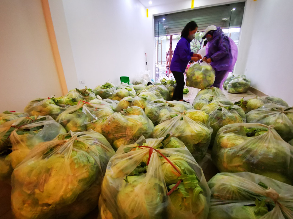 Bắp cải được bán giá 5.000 đồng/1kg, nhiều người dân và các tổ chức đến mua để giải cứu người nông dân. (Ảnh: Thành Đạt/TTXVN)