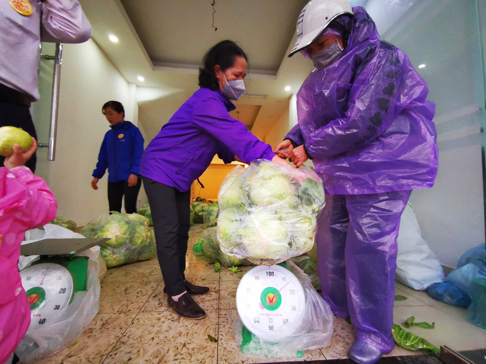 Bắp cải được bán giá 5.000 đồng/1kg, nhiều người dân và các tổ chức đến mua để giải cứu người nông dân. (Ảnh: Thành Đạt/TTXVN)