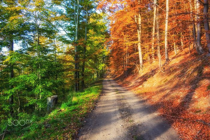 Nghĩa đen của câu 'nàng Thu đang đến'. (Nguồn: boredpanda.com)