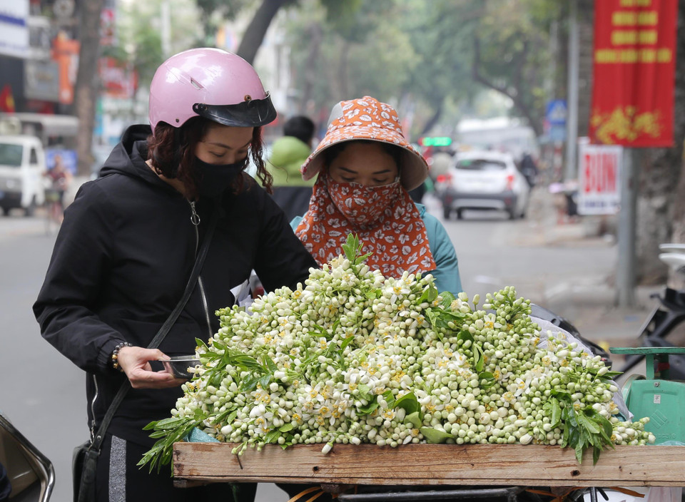 Người dân chọn mua hoa bưởi trên phố Lò Đúc (ảnh chụp ngày 22/2/2021). (Ảnh: Hoàng Hiếu/TTXVN)