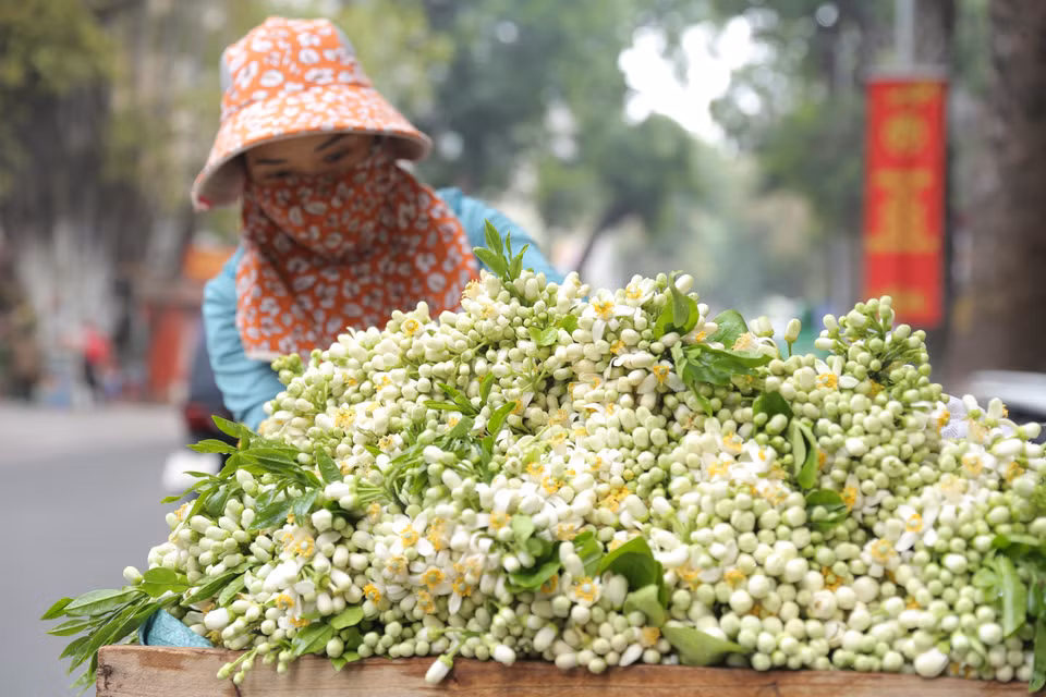 Hương hoa bưởi thơm ngát. (Ảnh: Hoàng Hiếu/TTXVN)