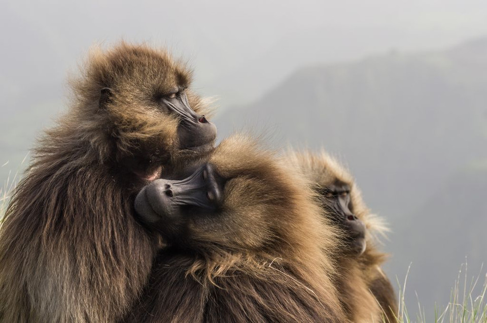 Những con vượn Gelada ủ ấm cho nhau sau một đêm băng giá ở dãy Simien của Ethiopia. (Nguồn: NatGeo)