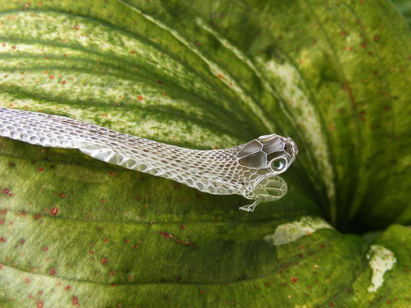 Lột xác. (Nguồn: NatGeo)