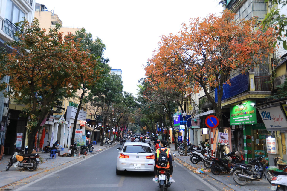 Những cây lộc vừng rực rỡ trên phố Hàng Bông. (Ảnh: Hoàng Hiếu/TTXVN) 