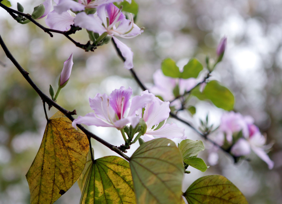 Từng lớp, từng lớp hoa ban đua nhau khoe sắc nở rực trời Tây Bắc. (Ảnh: Quý Trung/TTXVN)